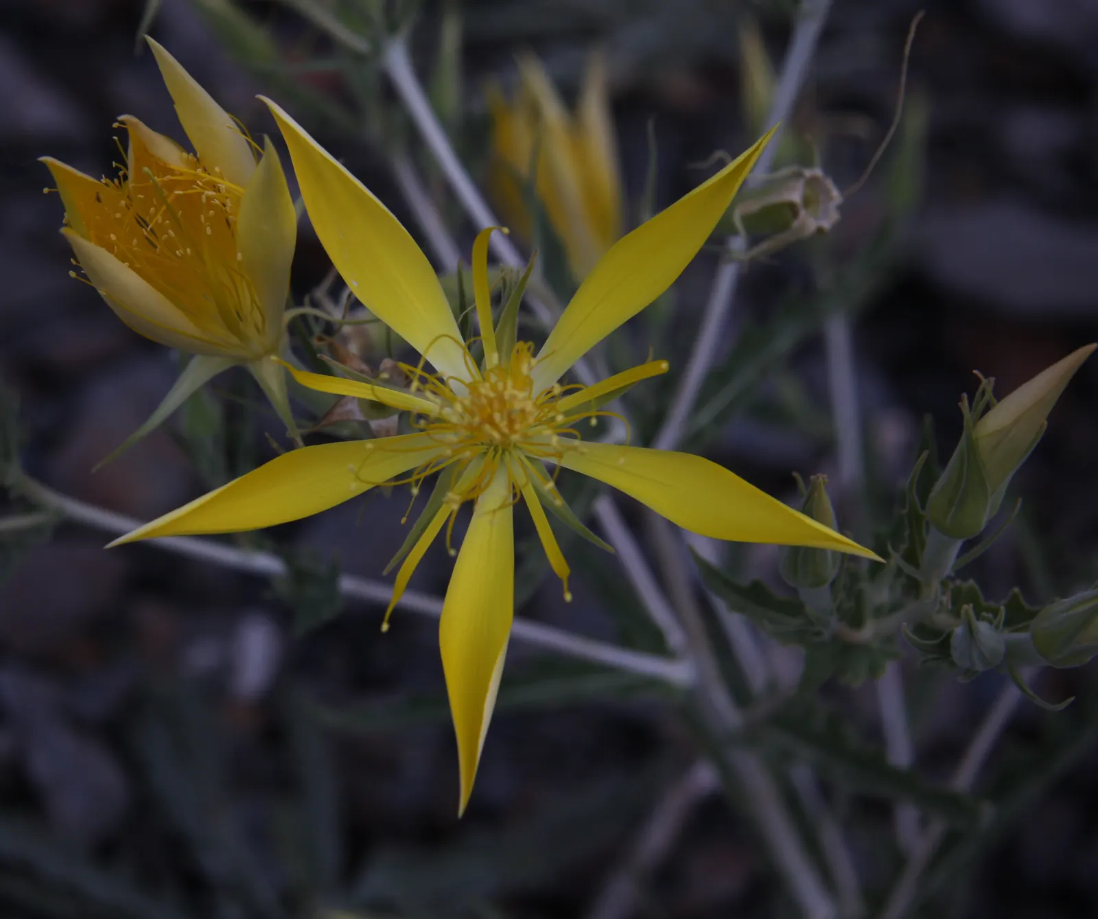 Spring Starflower (Ipheion Uniflorum) — perches gracefully atop slender; sweet fragrance.<br><br>Cultivated in well-drained soil, image 62