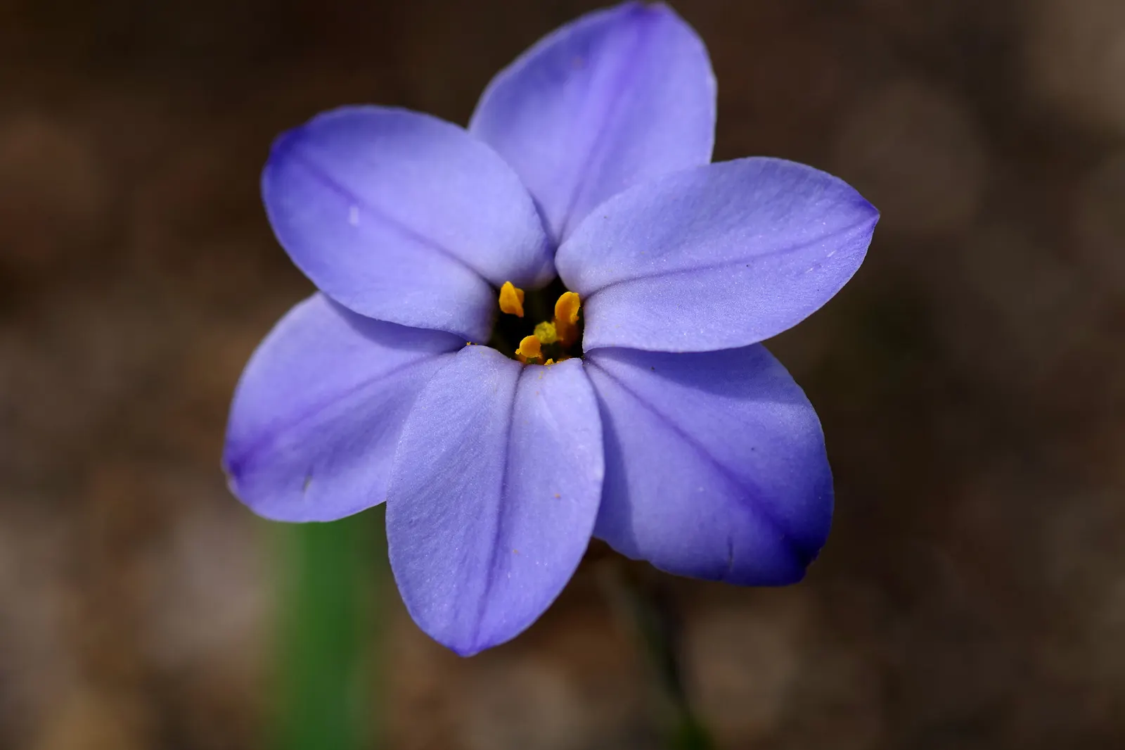 Spring Starflower (Ipheion Uniflorum) — This modest-sized plant grows to a height of approximately 3 to 6 inches and a similar spread; creating a, image 85