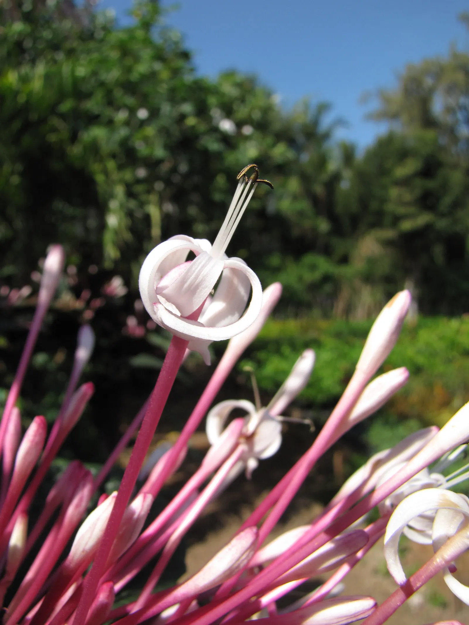 Spring Starflower (Ipheion Uniflorum) — one ensures an early burst of color and cheer well into late spring; each stem, about 3-6 inches tall, image 101