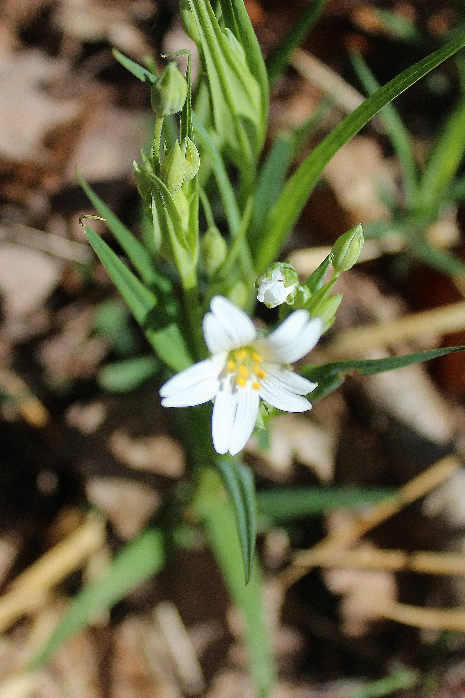 Spring Starflower (Ipheion Uniflorum) — ranging from the purest whites to shades of blue and violet; perches gracefully atop slender