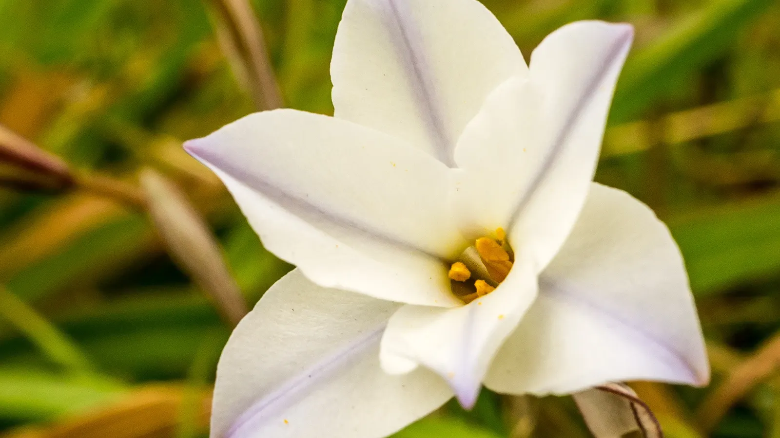 Spring Starflower (Ipheion Uniflorum) — This plant is tough and can handle USDA hardiness zones from 5 to 9; the blooms themselves vary in color