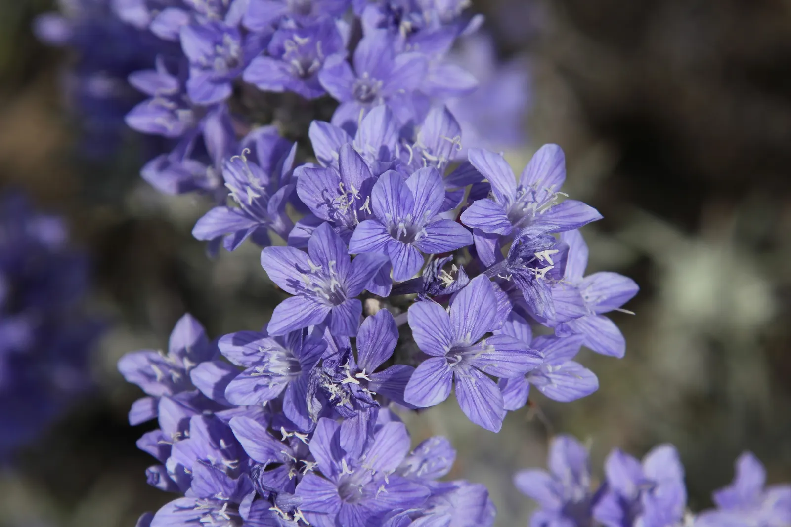 Spring Starflower (Ipheion Uniflorum) — Ideal for rock gardens and borders, it provides a low-maintenance, vibrant ground cover; bulb with white, image 56