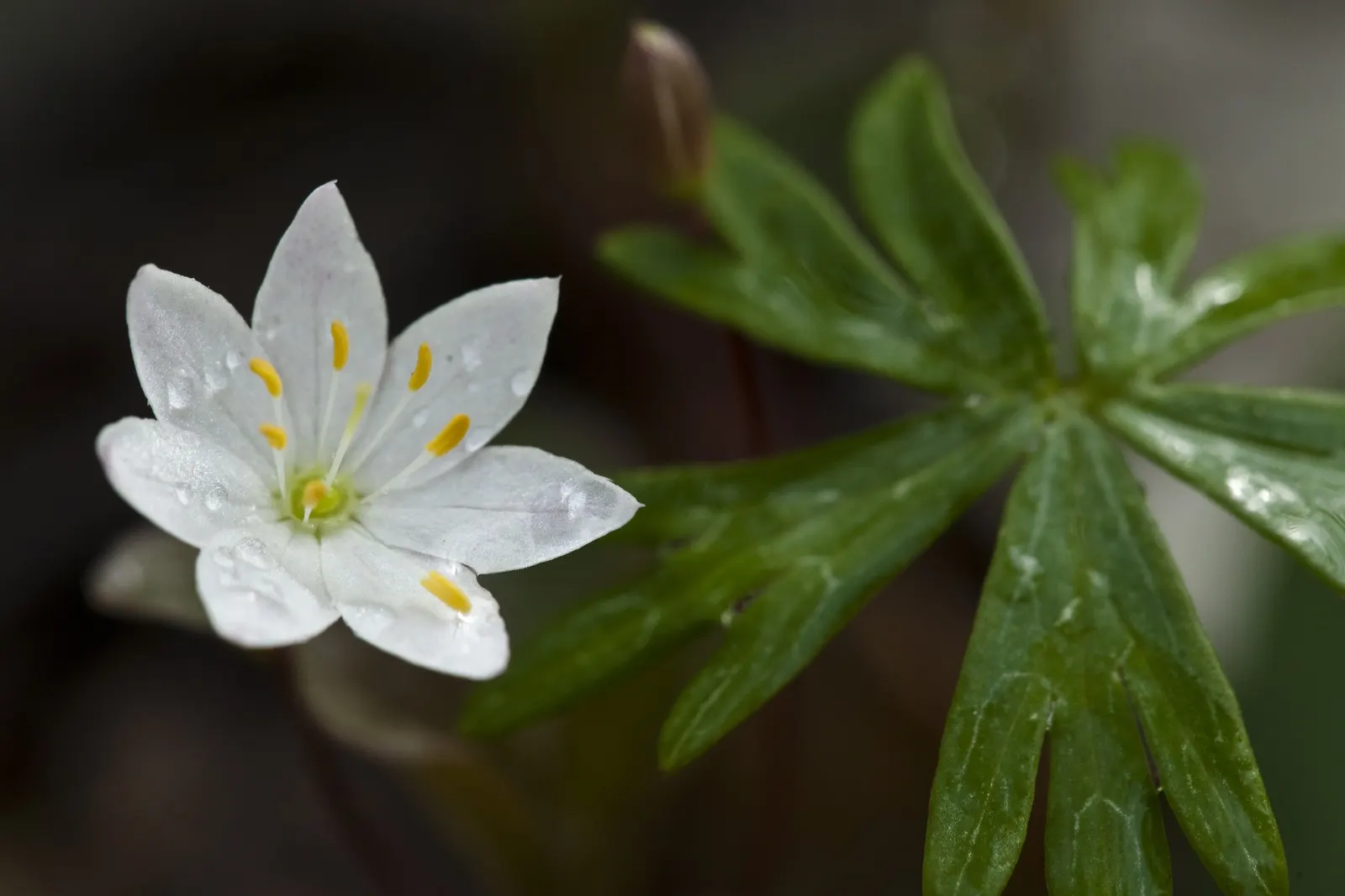 Spring Starflower (Ipheion Uniflorum) — perches gracefully atop slender; sweet fragrance.<br><br>Cultivated in well-drained soil
