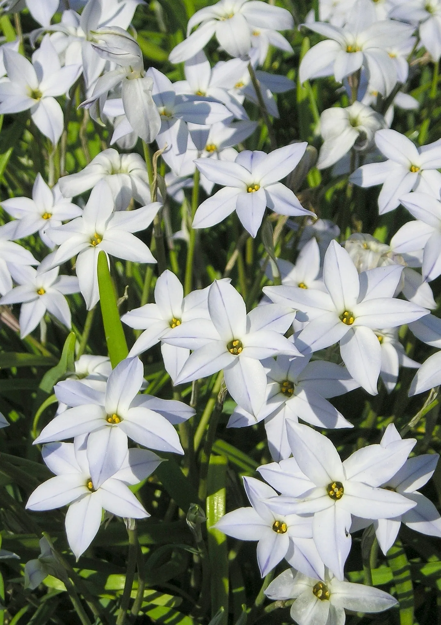 Spring Starflower (Ipheion Uniflorum) — Each stem, about 3-6 inches tall, typically bears a single, fragrant bloom with a sweet aroma; grass-like, image 54