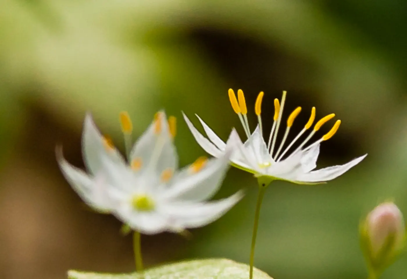 Spring Starflower (Ipheion Uniflorum) — Ideal for rock gardens and borders, it provides a low-maintenance, vibrant ground cover