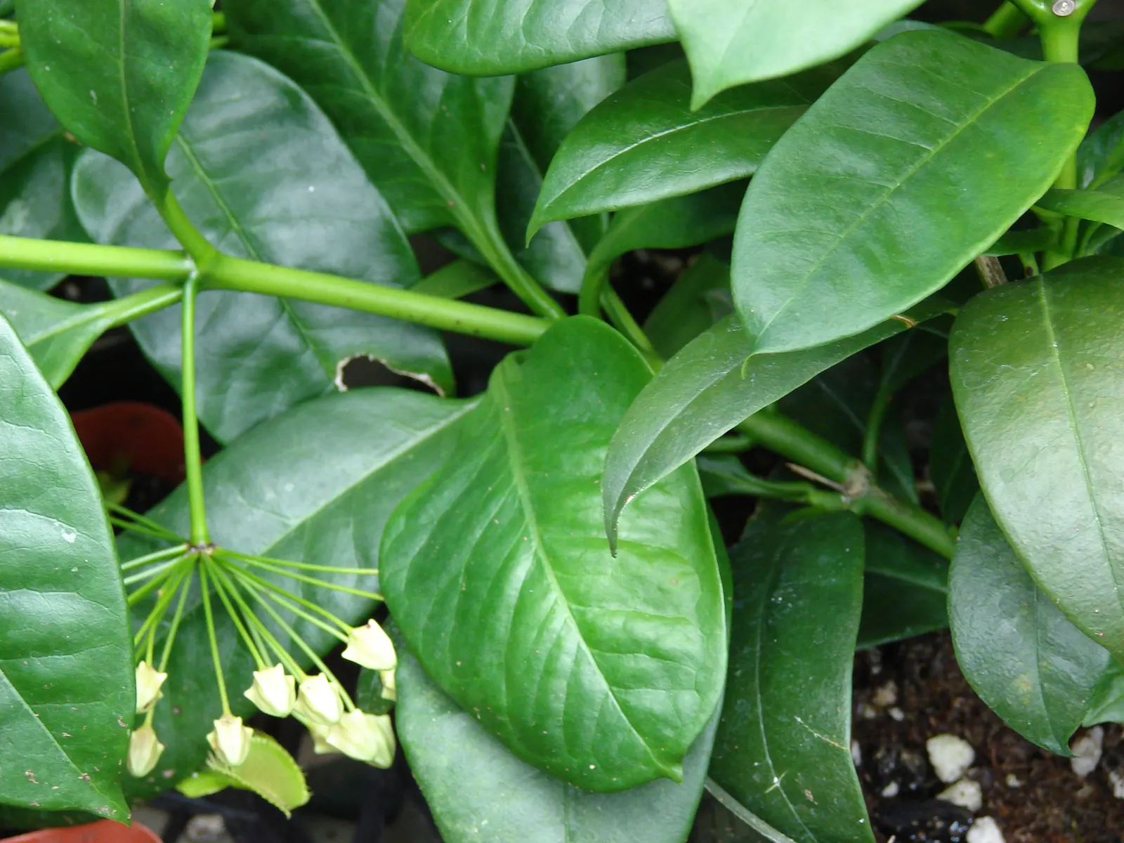 Spring Starflower (Ipheion Uniflorum) — By incorporating this plant into garden designs; making it a worry-free addition to any landscape