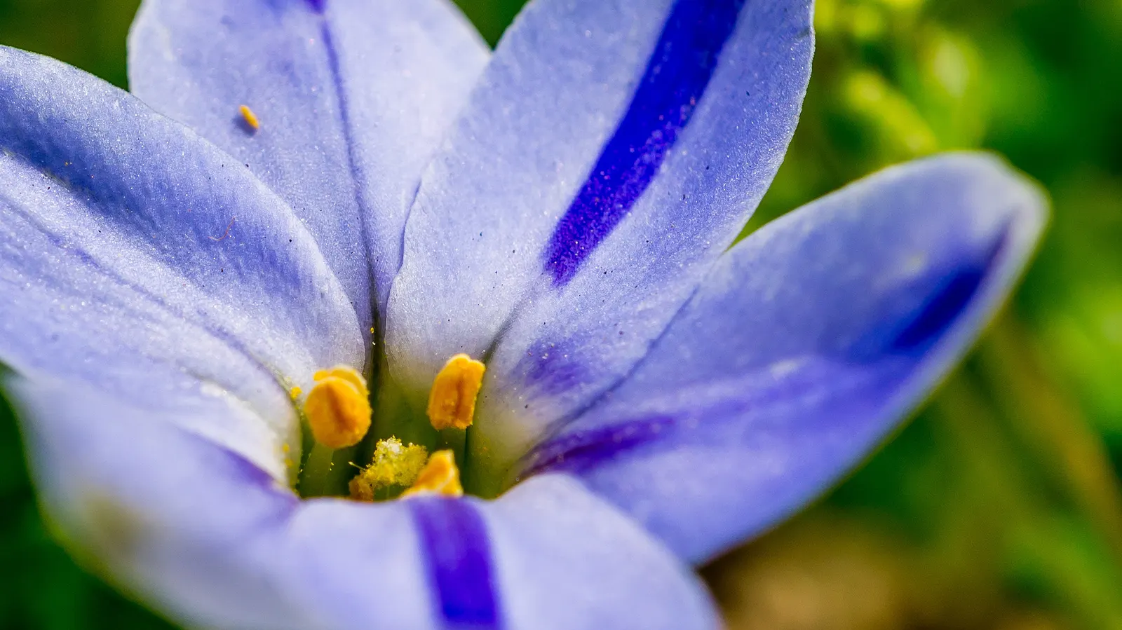 Spring Starflower (Ipheion Uniflorum) — The blooms themselves vary in color