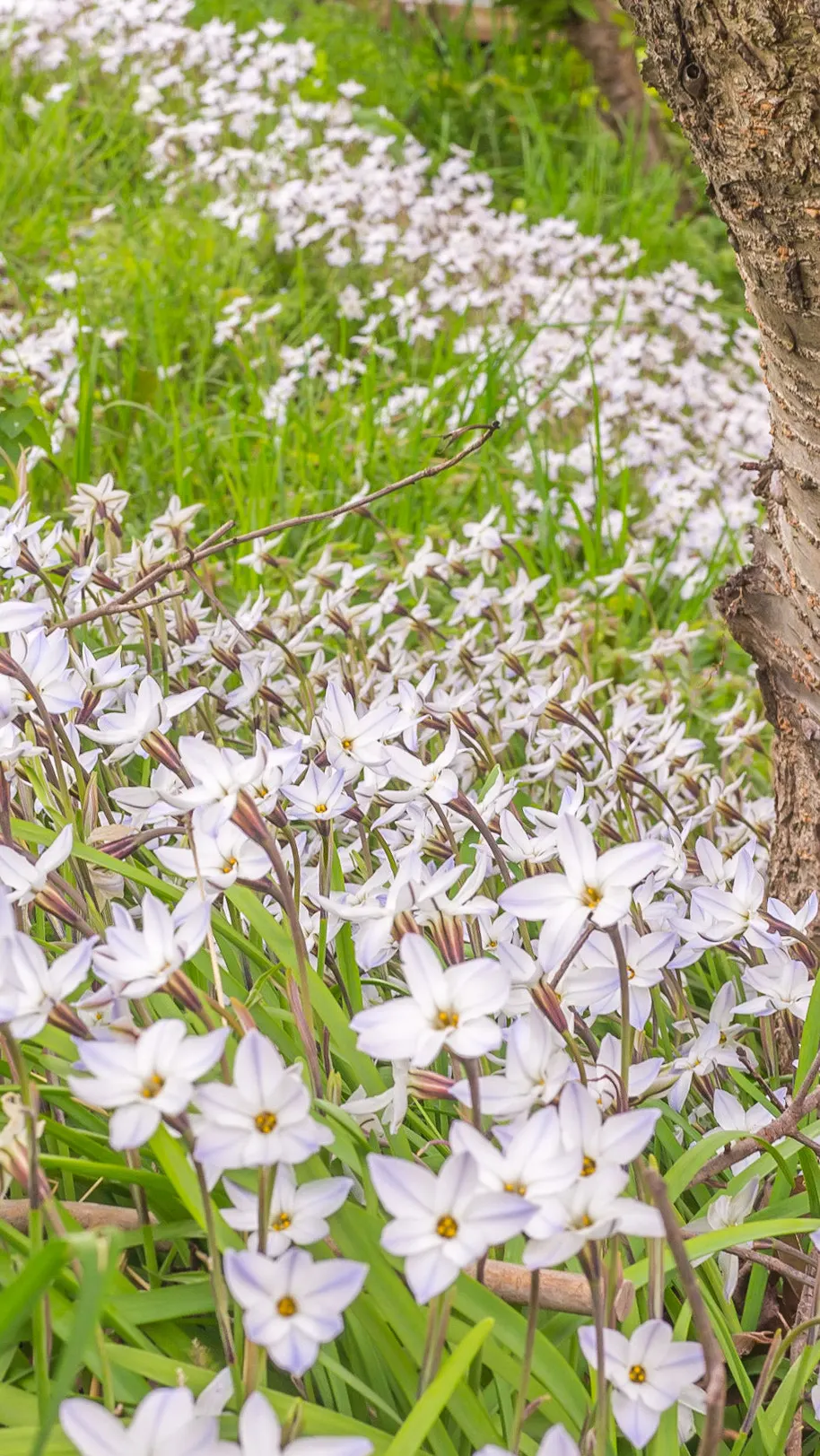 Spring Starflower (Ipheion Uniflorum) — Ideal for rock gardens and borders, it provides a low-maintenance, vibrant ground cover; bulb with white blooms