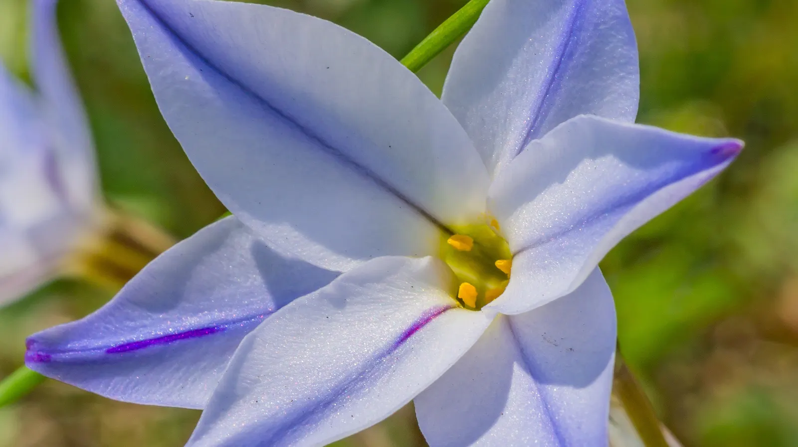Spring Starflower (Ipheion Uniflorum) — one ensures an early burst of color and cheer well into late spring