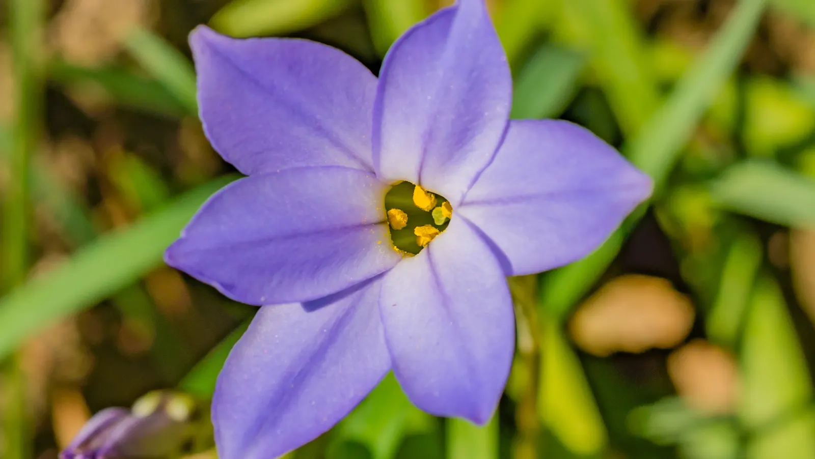 Spring Starflower (Ipheion Uniflorum) — Hardy in zones 5-9, it thrives in well-drained soil and full to partial sunlight, and naturalizes with ease