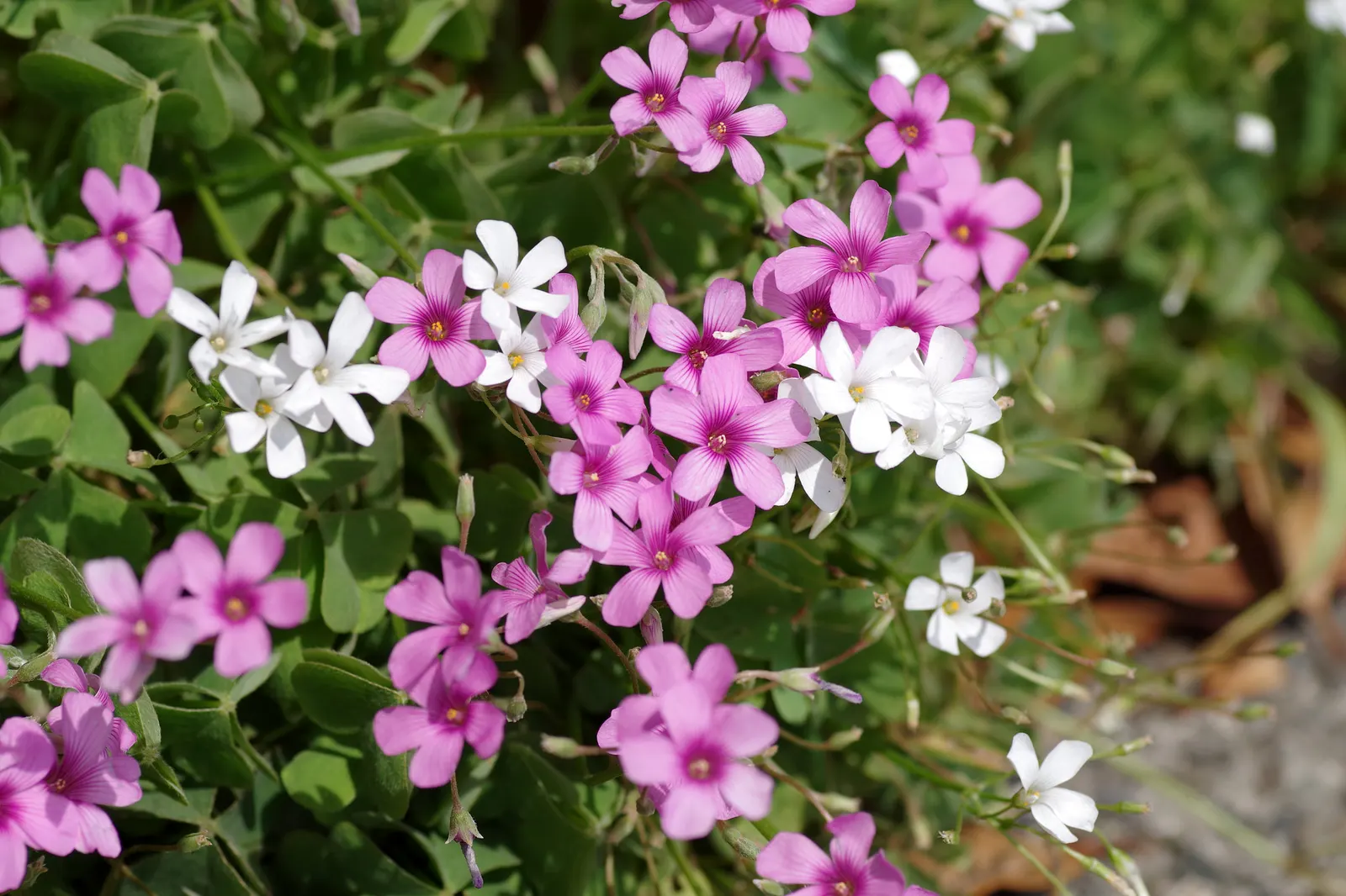 Spring Starflower (Ipheion Uniflorum) — bulb for full or half or shade; one ensures an early burst of color and cheer well into late spring, image 104