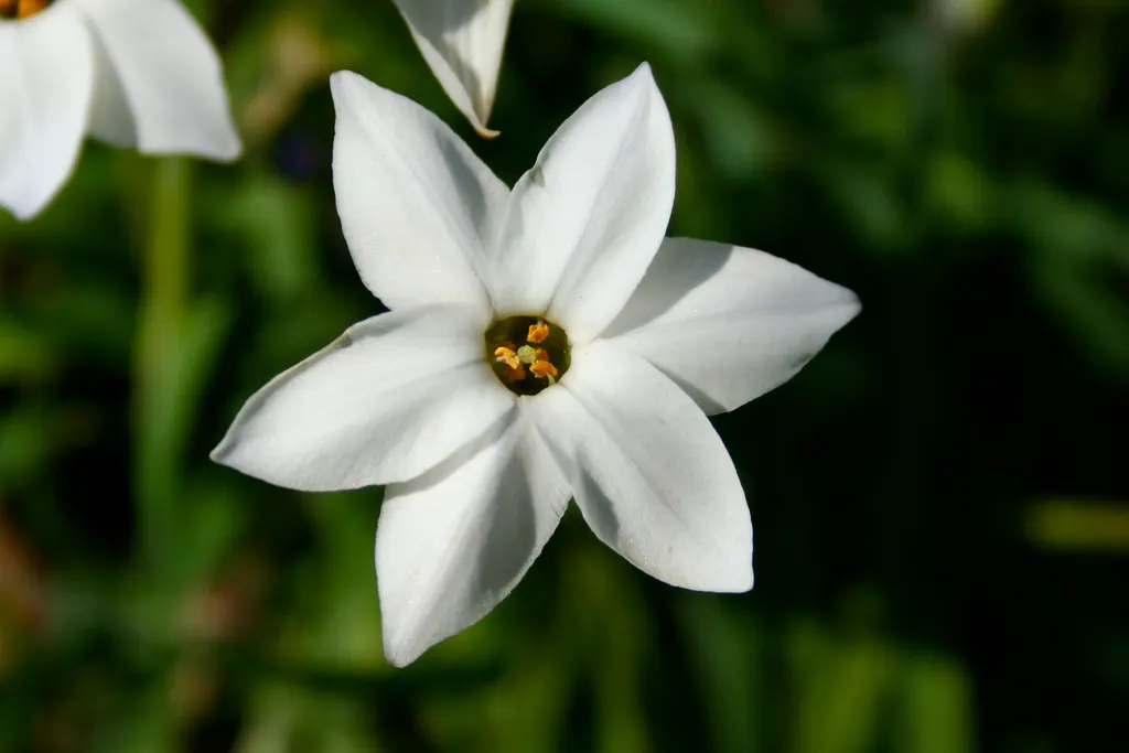 Spring Starflower (Ipheion Uniflorum) — typically about 1 to 1.5 inches in diameter; making it an ideal groundcover or accent in rock gardens and, image 113