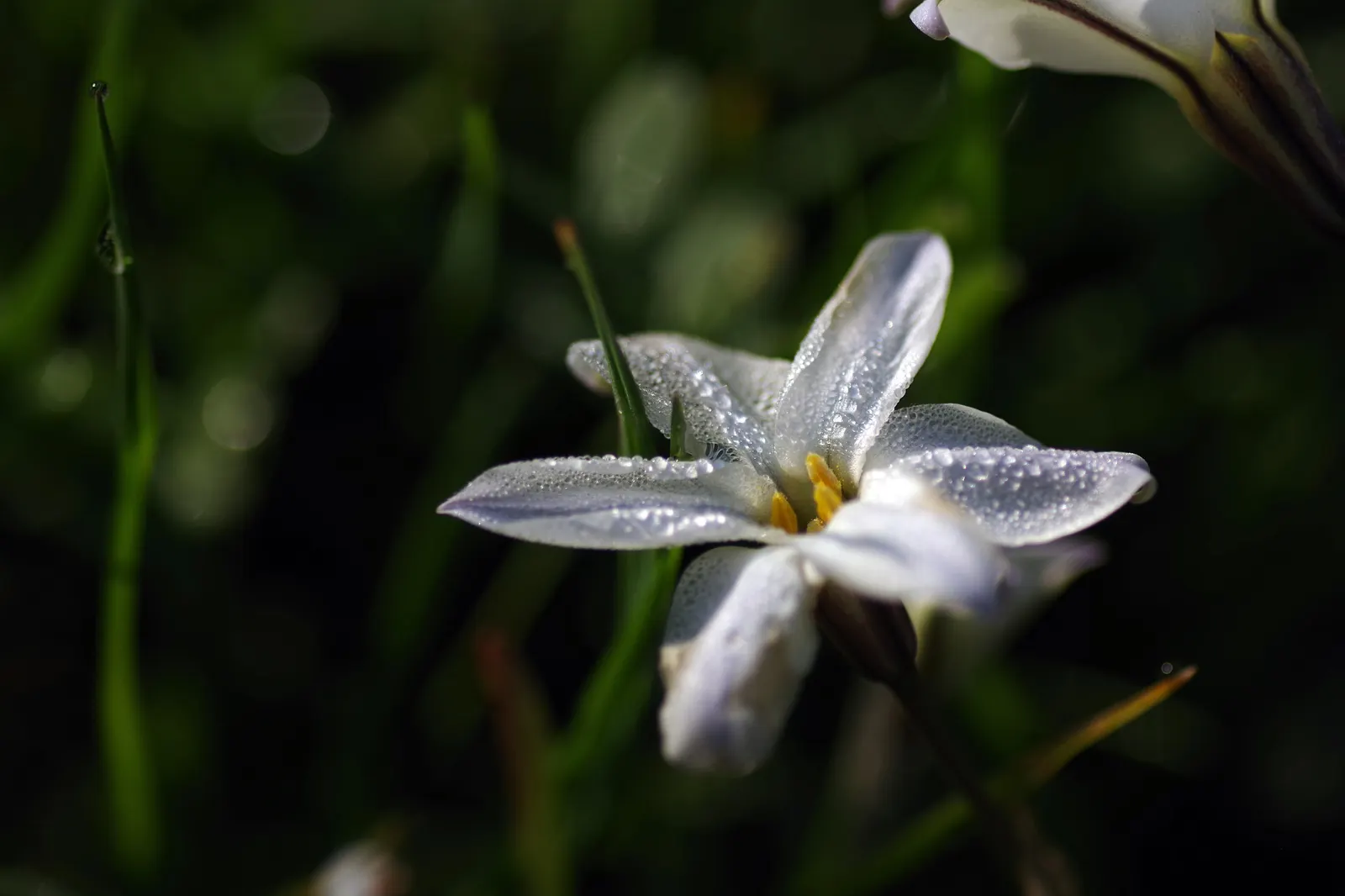 Spring Starflower (Ipheion Uniflorum) — typically about 1 to 1.5 inches in diameter; making it an ideal groundcover or accent in rock gardens and, image 61