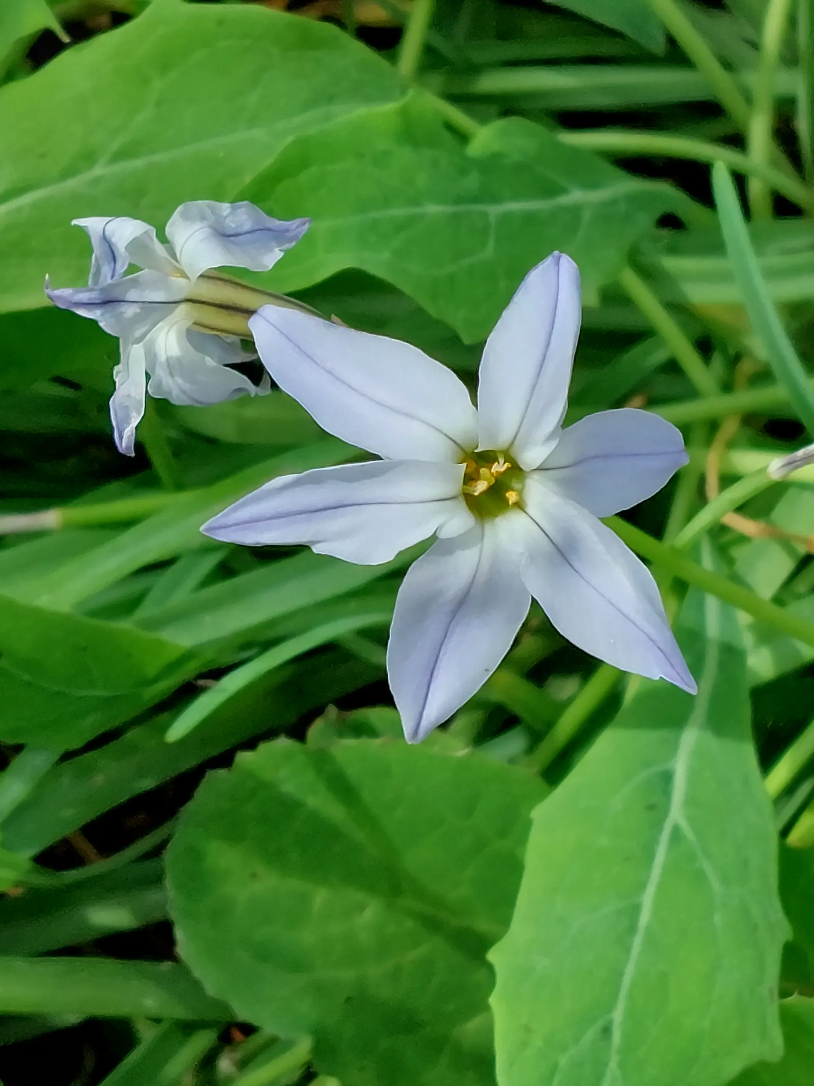 Spring Starflower (Ipheion Uniflorum) — Ideal for rock gardens and borders, it provides a low-maintenance, vibrant ground cover; bulb with white, image 108