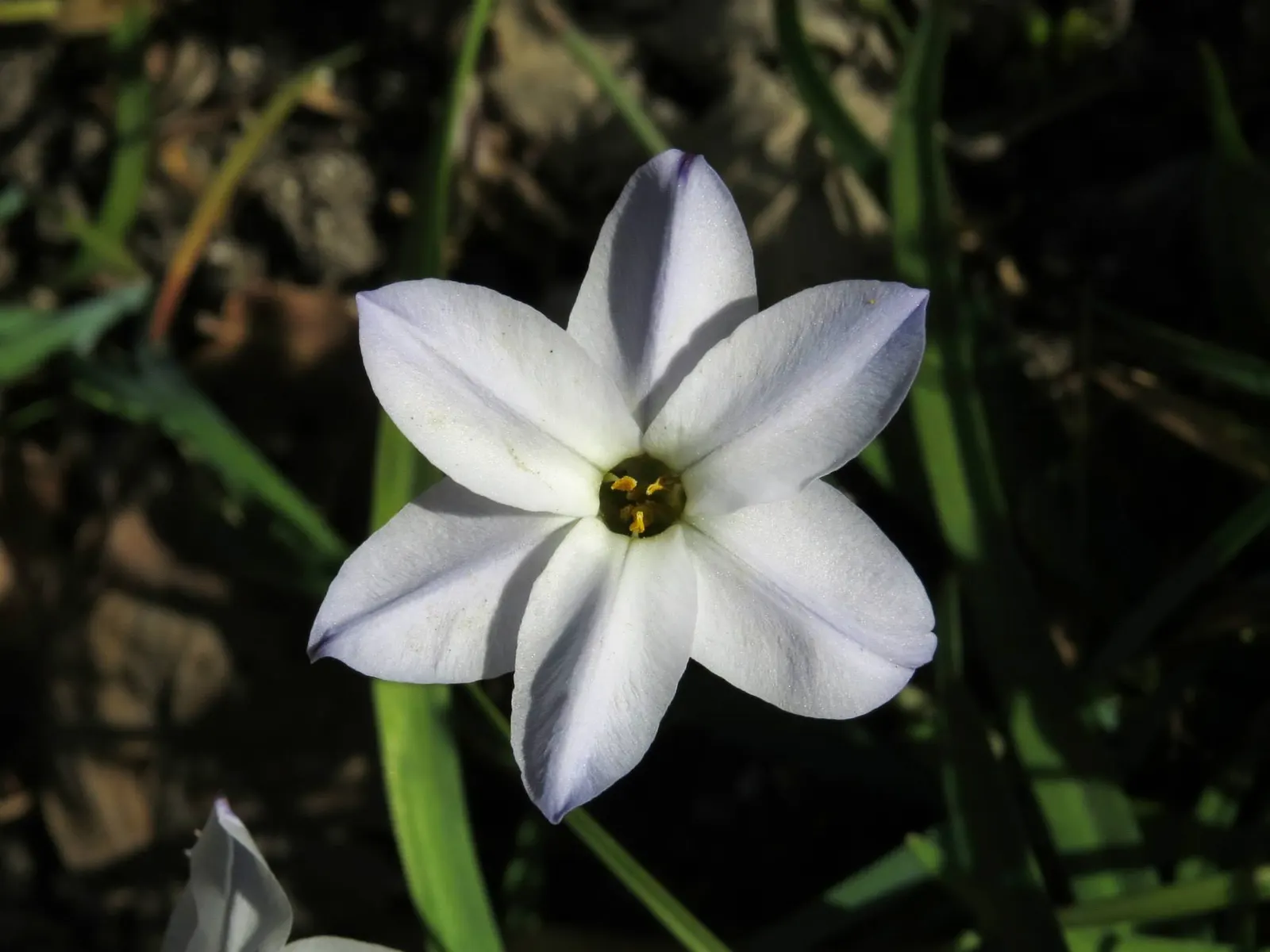 Spring Starflower (Ipheion Uniflorum) — favored for its ability to herald spring with an abundance of star-shaped blooms; ranging from the purest, image 84