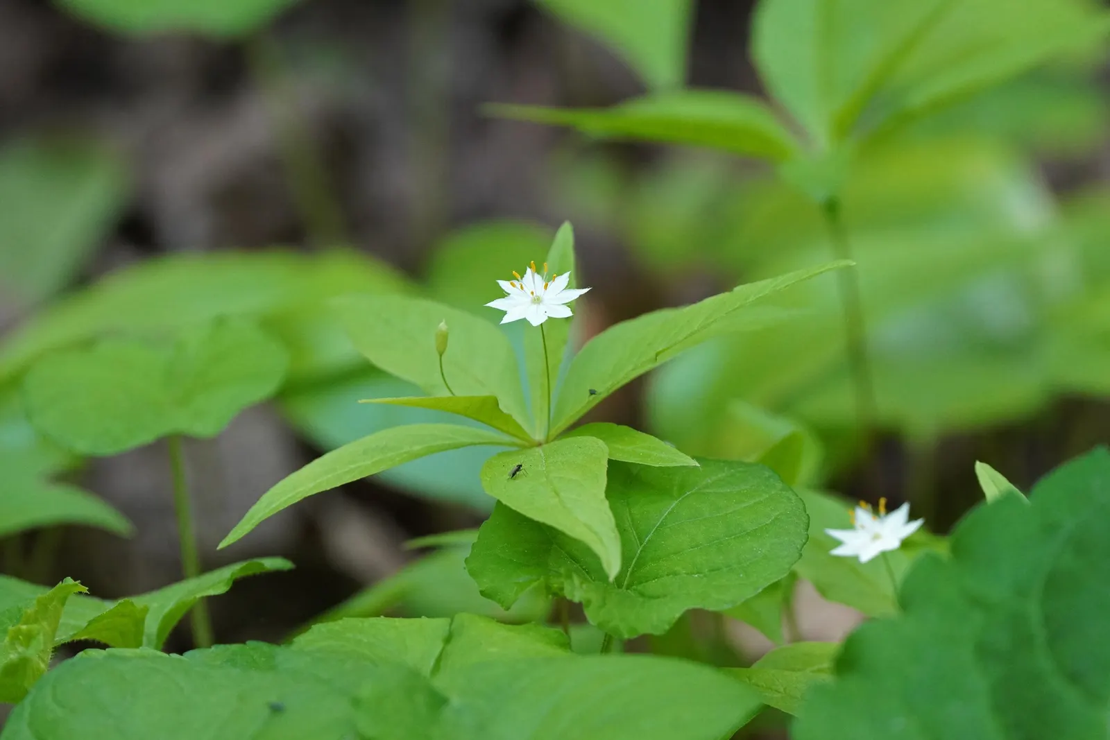 Spring Starflower (Ipheion Uniflorum) — making it an ideal groundcover or accent in rock gardens and borders.<br><br>Each flower