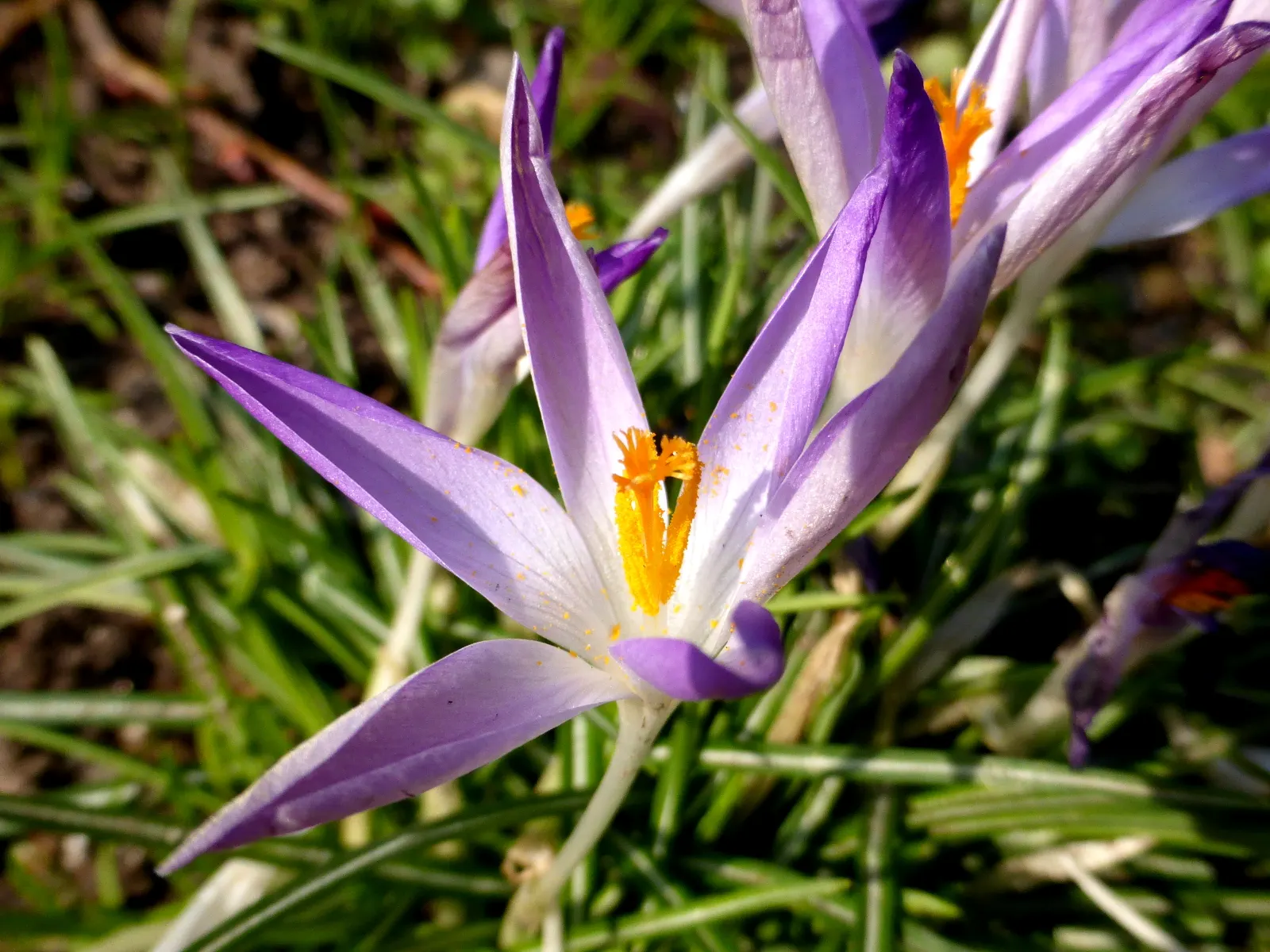 Spring Starflower (Ipheion Uniflorum) — This plant is tough and can handle USDA hardiness zones from 5 to 9