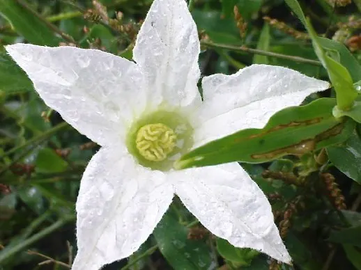 Spring Starflower (Ipheion Uniflorum) — grass-like foliage that provides a pleasing contrast with its vibrant green hue