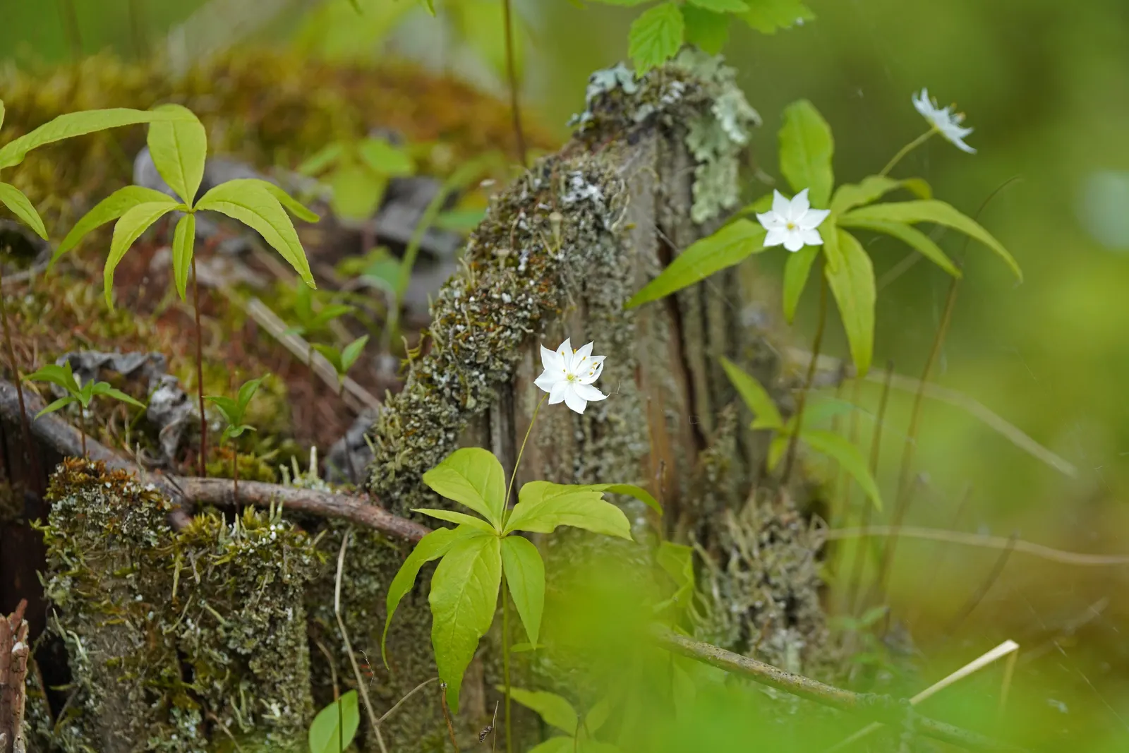 Spring Starflower (Ipheion Uniflorum) — creating a denser floral display year after year