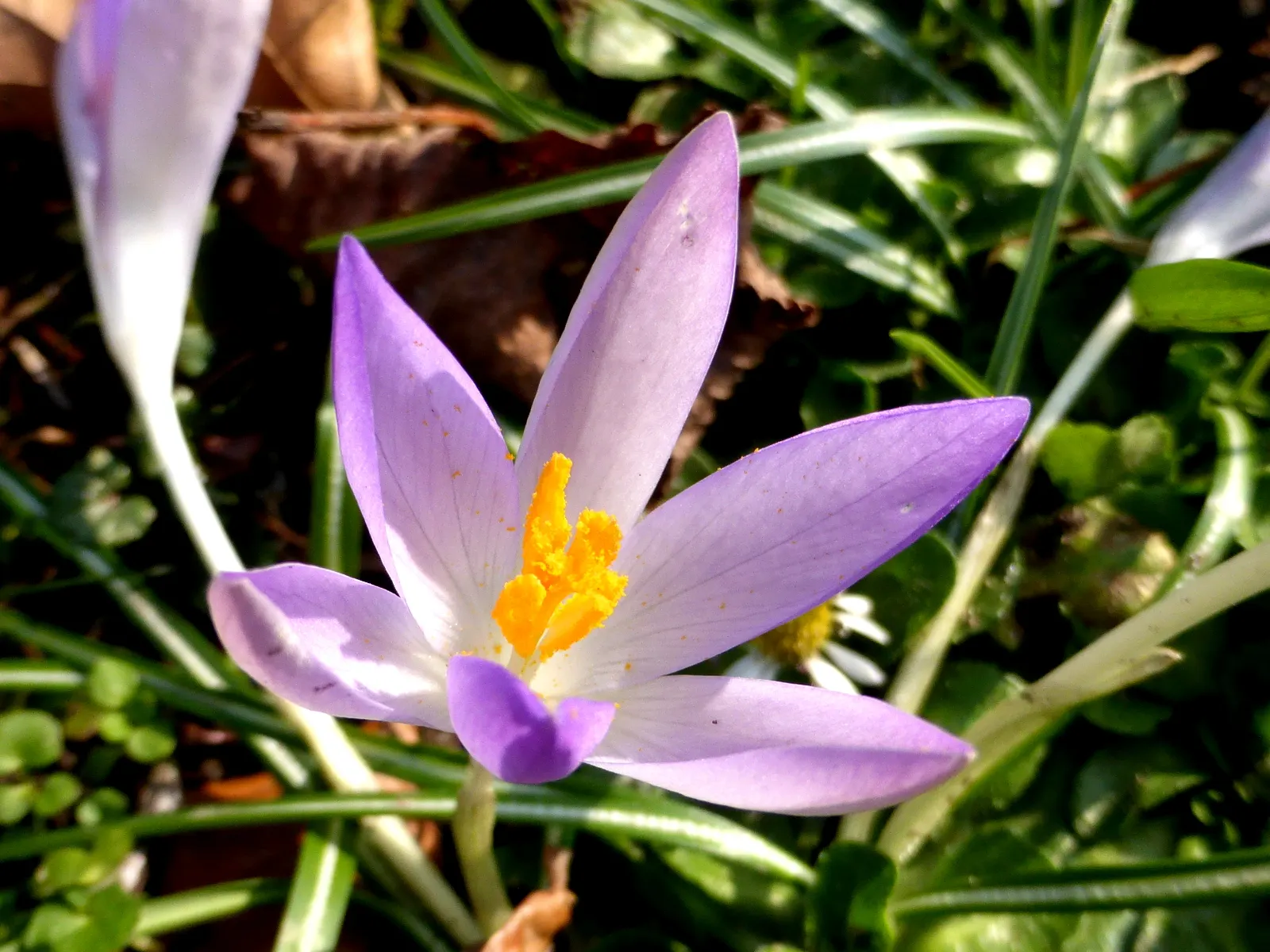 Spring Starflower (Ipheion Uniflorum) — typically about 1 to 1.5 inches in diameter; making it an ideal groundcover or accent in rock gardens and