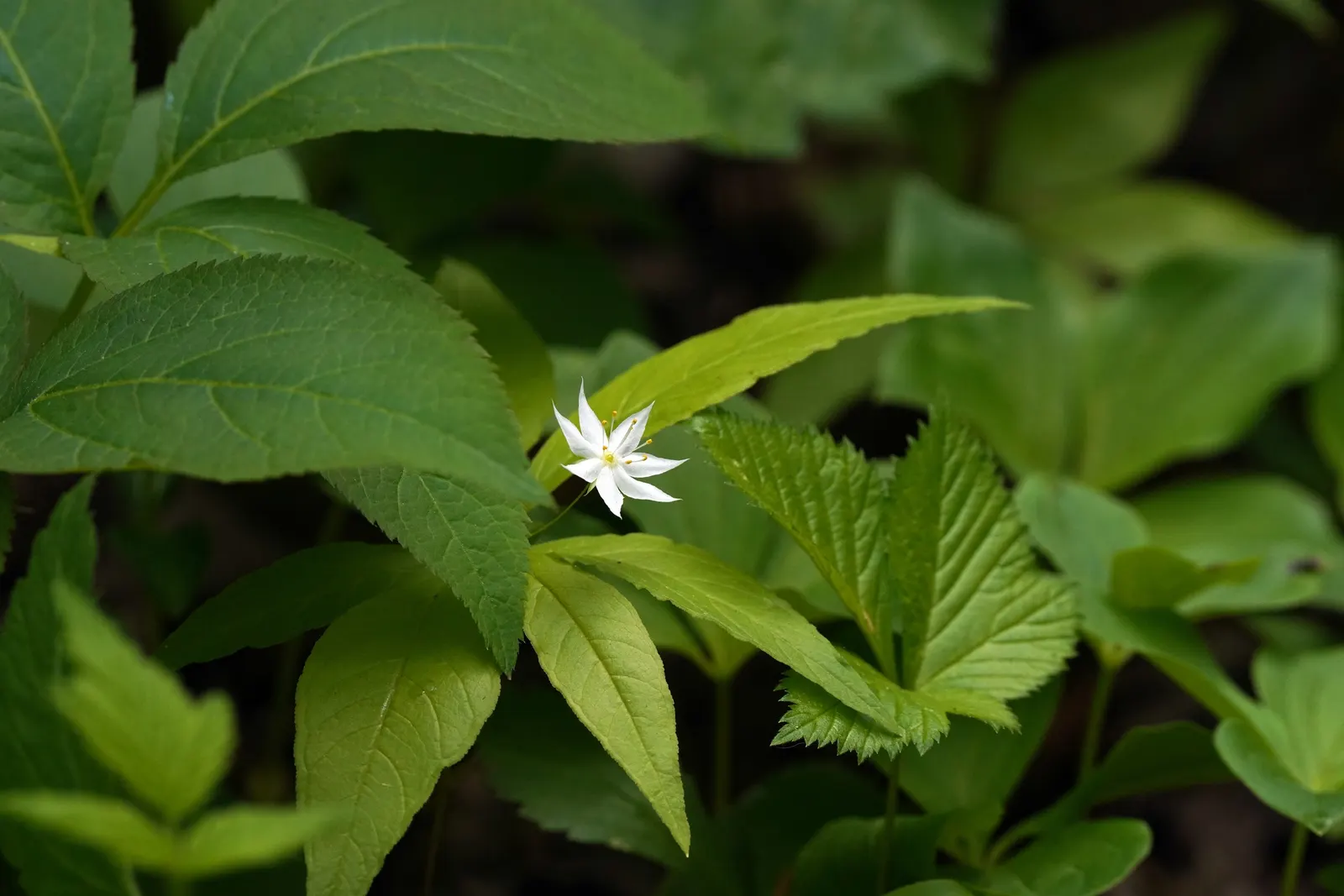 Spring Starflower (Ipheion Uniflorum) — bulb with white blooms