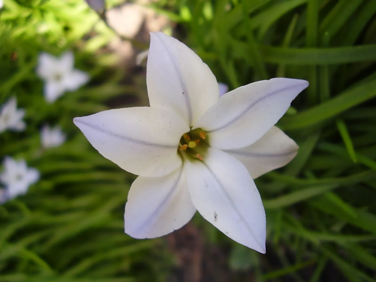 Spring Starflower (Ipheion Uniflorum) — sweet fragrance.<br><br>Cultivated in well-drained soil; white flowers in the garden, image 93