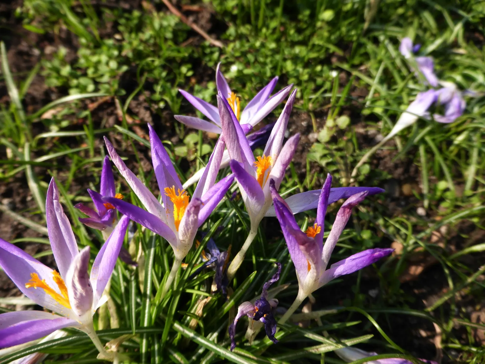 Spring Starflower (Ipheion Uniflorum) — bulb for full or half or shade