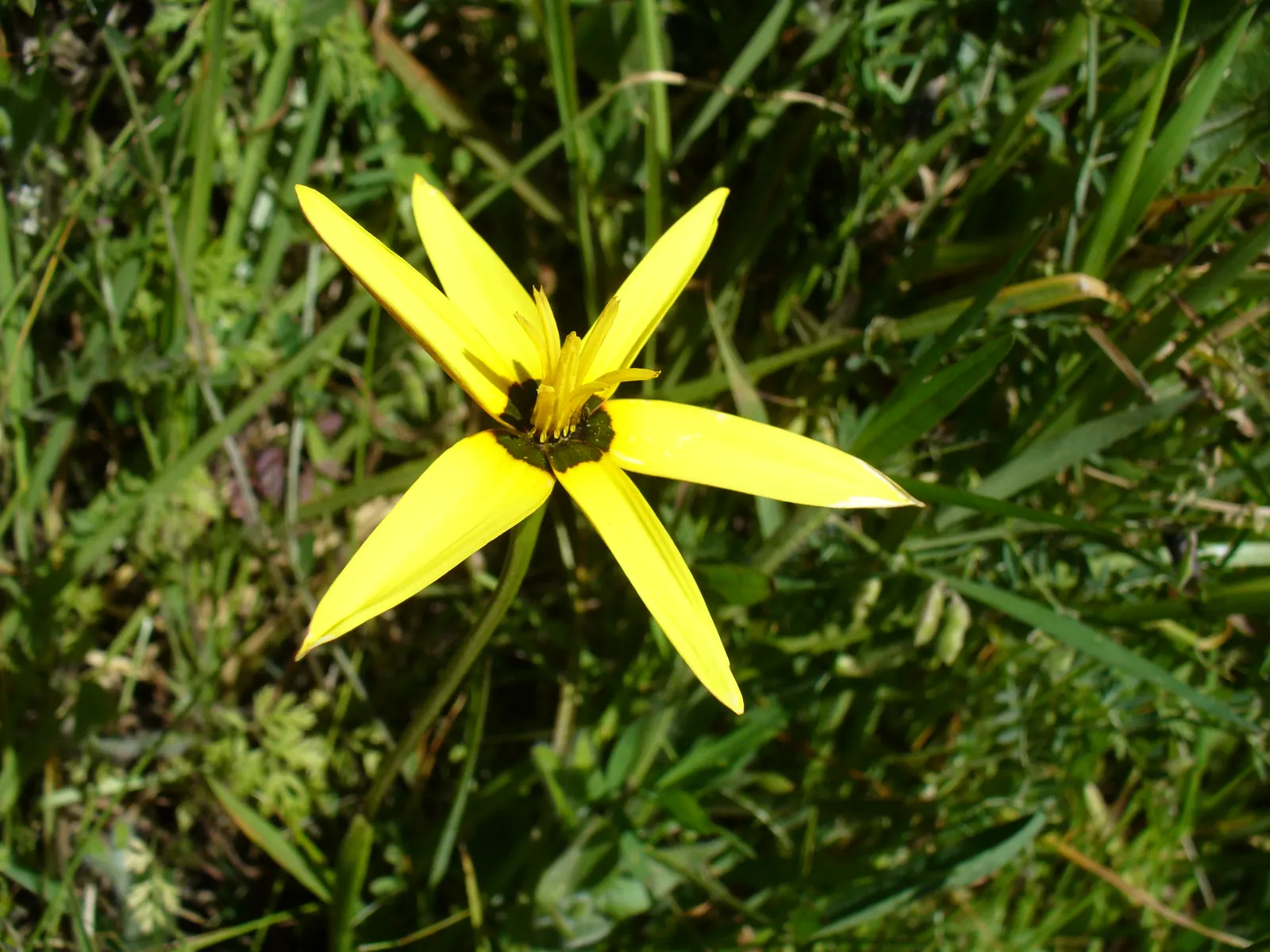 Spring Starflower (Ipheion Uniflorum) — This plant is tough and can handle USDA hardiness zones from 5 to 9; the blooms themselves vary in color, image 69