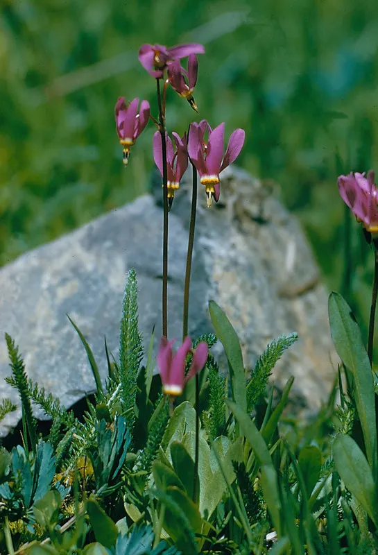 Spring Starflower (Ipheion Uniflorum) — the Spring Starflower progresses best in full sun to partial shade; is a charming and resilient bulbous, image 68