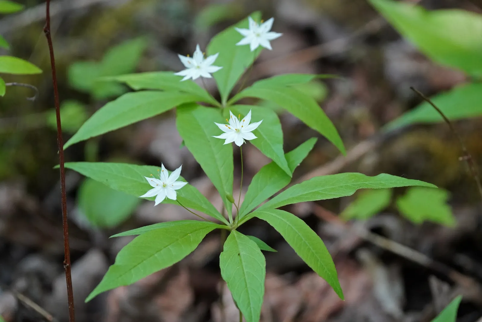 Spring Starflower (Ipheion Uniflorum) — is a charming and resilient bulbous perennial; favored for its ability to herald spring with an abundance of