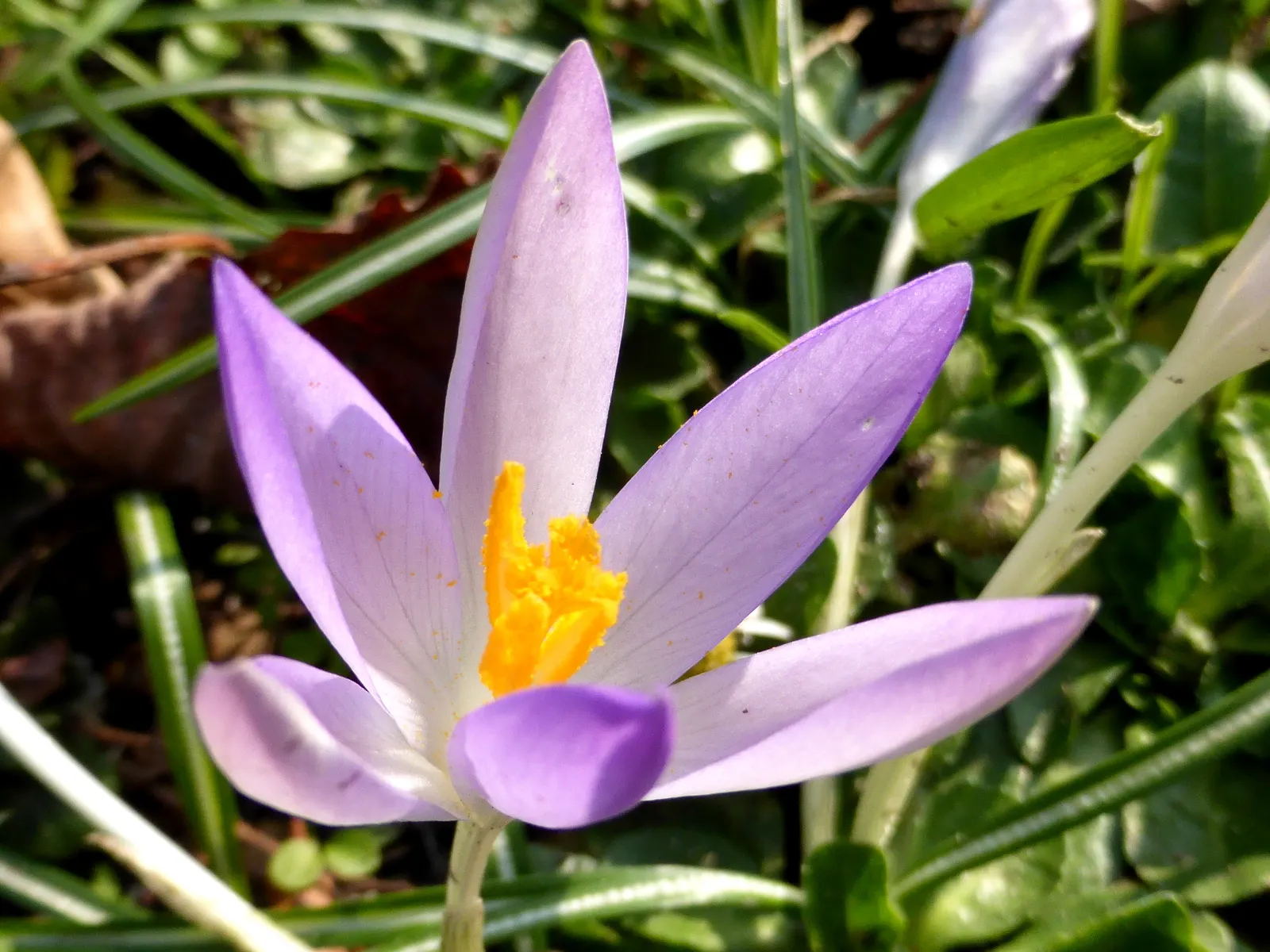 Spring Starflower (Ipheion Uniflorum) — By incorporating this plant into garden designs; making it a worry-free addition to any landscape, image 100