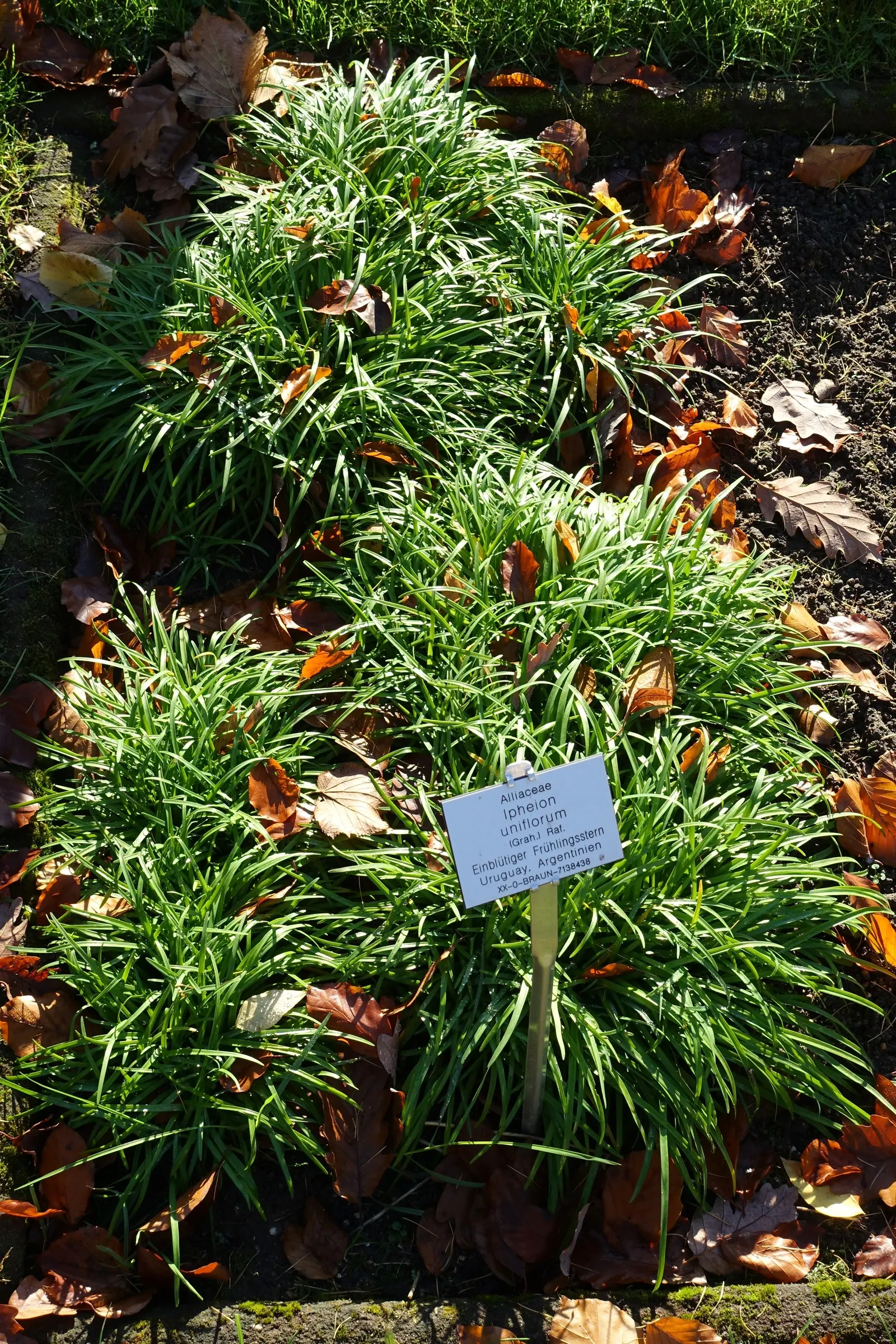 Spring Starflower (Ipheion Uniflorum) — Hardy in zones 5-9, it thrives in well-drained soil and full to partial sunlight, and naturalizes with, image 55