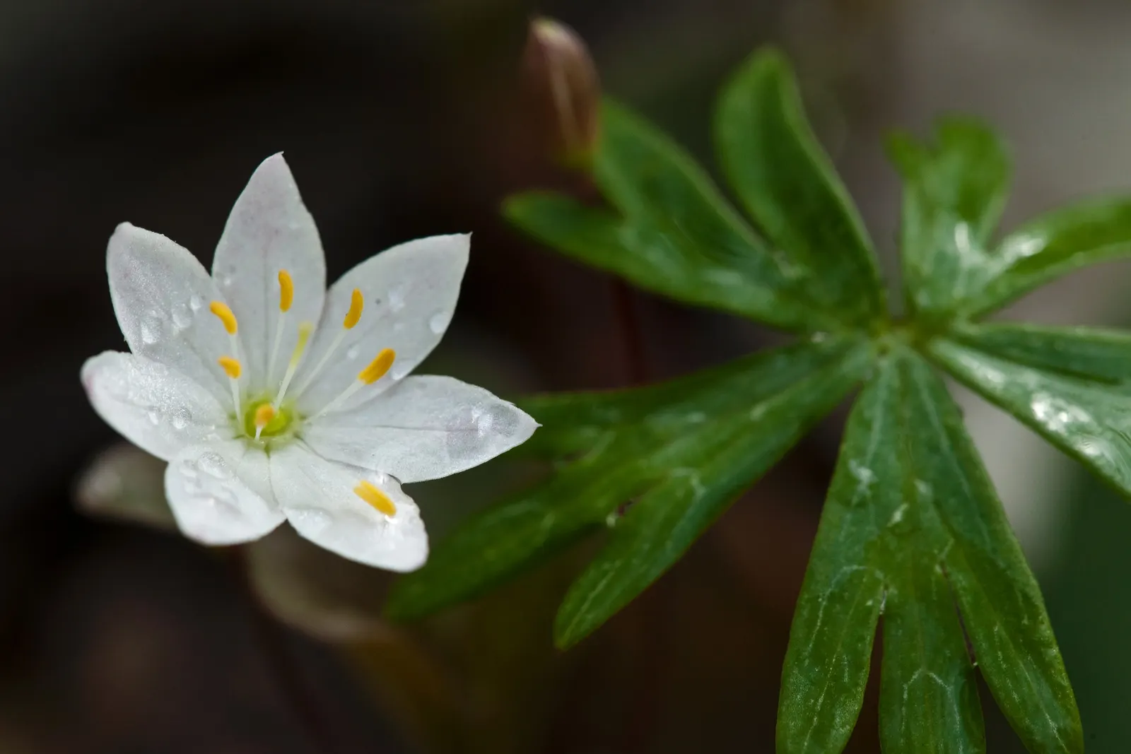 Spring Starflower (Ipheion Uniflorum) — one ensures an early burst of color and cheer well into late spring; each stem, about 3-6 inches tall, image 75