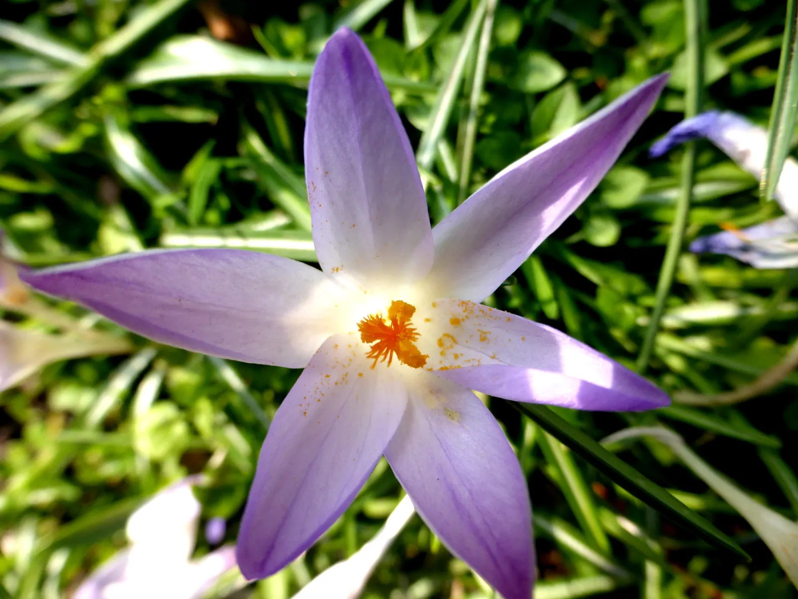 Spring Starflower (Ipheion Uniflorum) — is an enchanting perennial that brings early spring charm with its star-shaped; ideal for rock gardens and, image 105