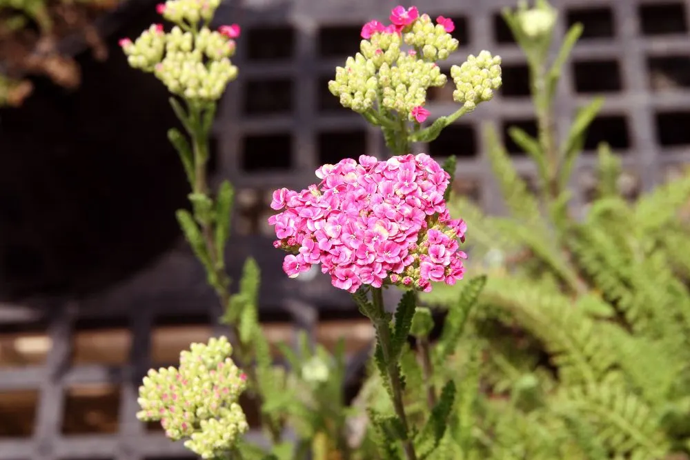 Saucy Seduction Yarrow (Achillea Millefolium 'Saucy Seduction') — Ideal for borders and pollinator gardens