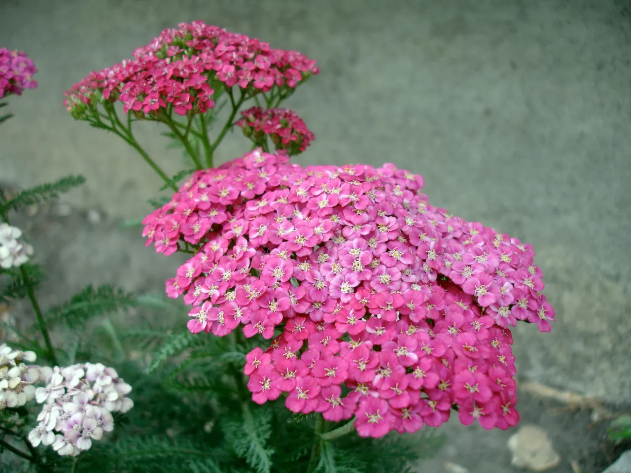 Saucy Seduction Yarrow (Achillea Millefolium 'Saucy Seduction') — The Saucy Seduction Yarrow (Achillea millefolium 'Saucy Seduction') is a vibrant perennial