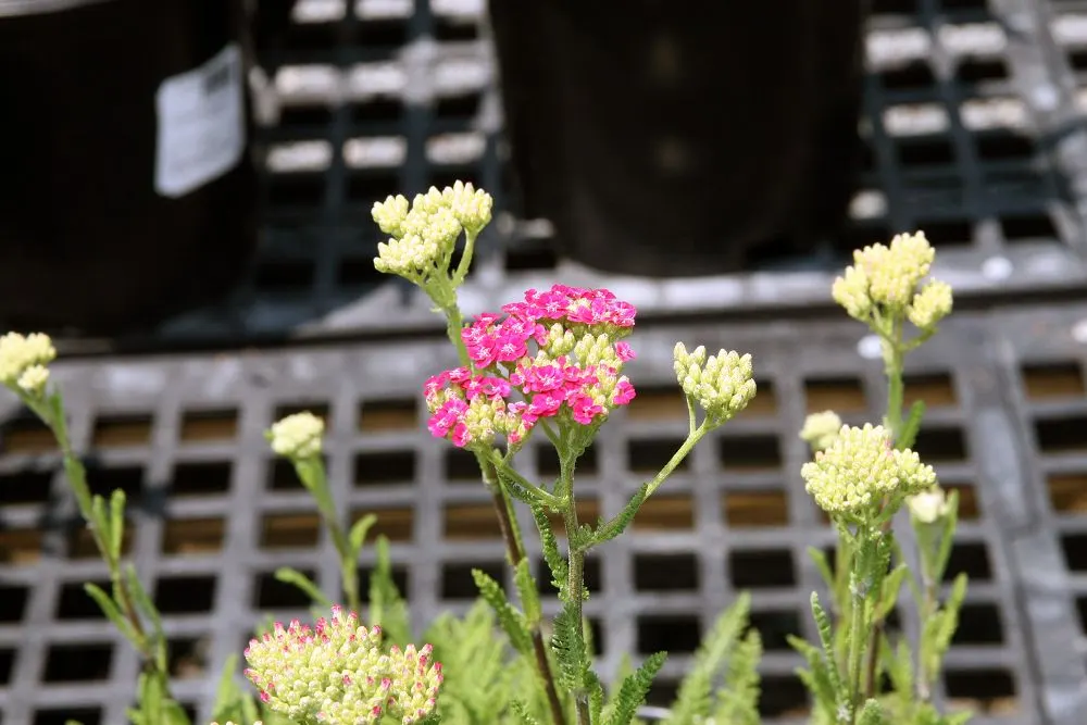 Saucy Seduction Yarrow (Achillea Millefolium 'Saucy Seduction') — and blooms from early to late summer