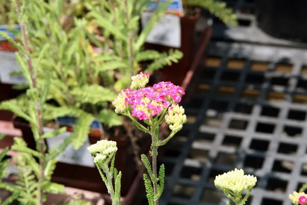 Saucy Seduction Yarrow (Achillea Millefolium 'Saucy Seduction') — This hardy plant reaches 18-24 inches in height and spreads up to 24 inches, thriving in full