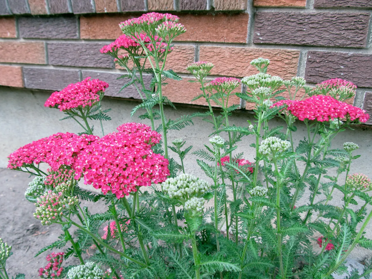 Saucy Seduction Yarrow (Achillea Millefolium 'Saucy Seduction') — flaunting rich pink flower clusters atop fern-like foliage
