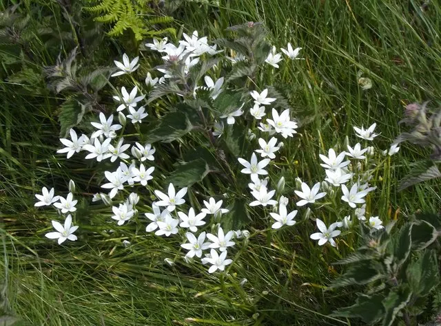 Star Of Bethlehem (Ornithogalum arabicum) — is a captivating bulbous perennial that can add a touch of elegance to any garden design; allowing enough space for
