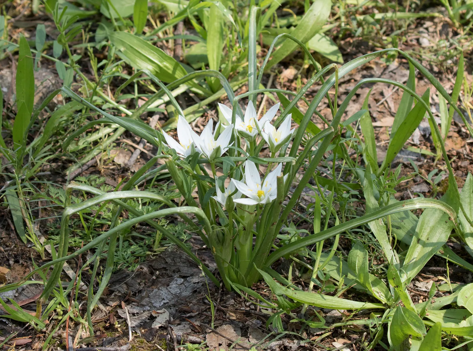 Star Of Bethlehem (Ornithogalum arabicum) — Ornithogalum arabicum requires full sun to partial shade and thrives in well-drained soils; making it suitable for