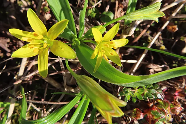 Star Of Bethlehem (Ornithogalum arabicum) — Minimal maintenance is required, making it a charming choice for busy homeowners; making it suitable, image 45