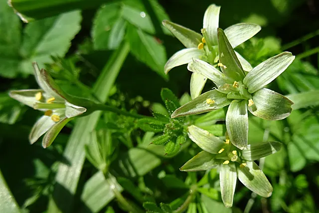 Star Of Bethlehem (Ornithogalum arabicum) — bulb / perennial for full; making it suitable for gardeners looking for an attractive yet easy-care addition to