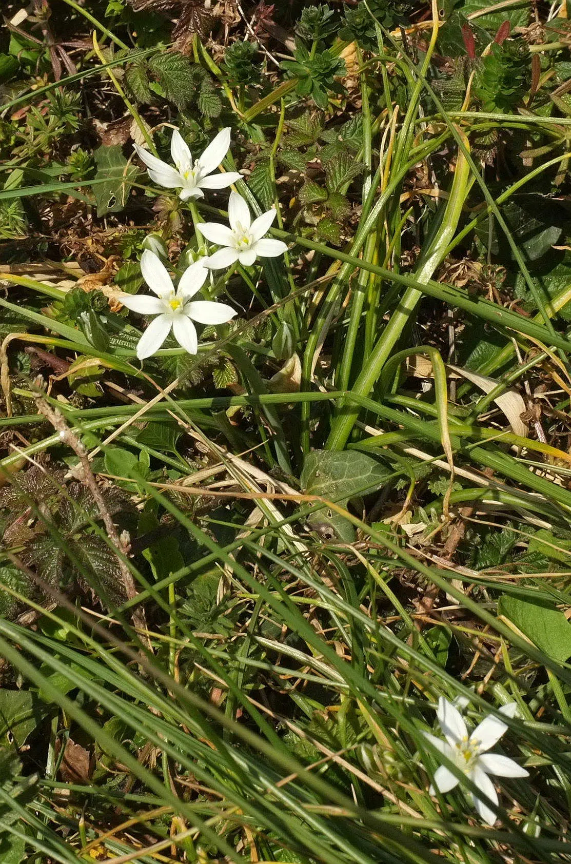 Star Of Bethlehem (Ornithogalum arabicum) — Its cut flowers are highly prized for their longevity and beauty in floral arrangements; scientifically, image 58