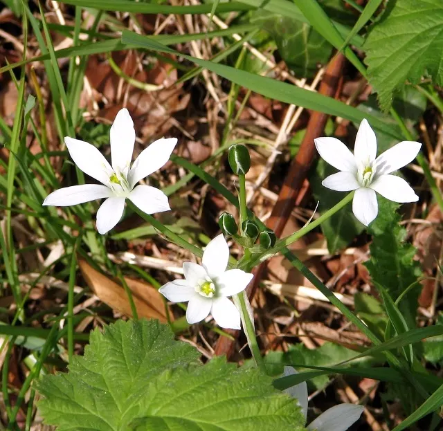 Star Of Bethlehem (Ornithogalum arabicum) — Originating from the Mediterranean region; making it suitable for gardeners looking for an attractive, image 48