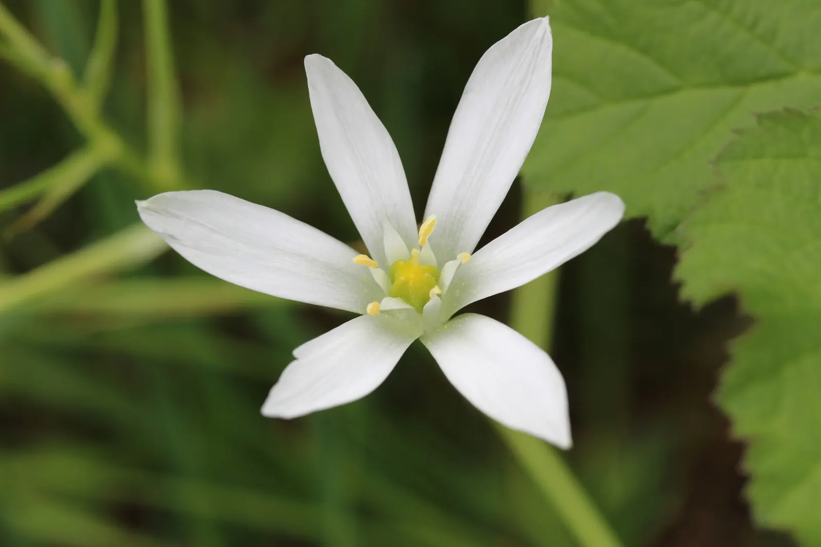 Star Of Bethlehem (Ornithogalum arabicum) — Ornithogalum arabicum requires full sun to partial shade and thrives in well-drained soils