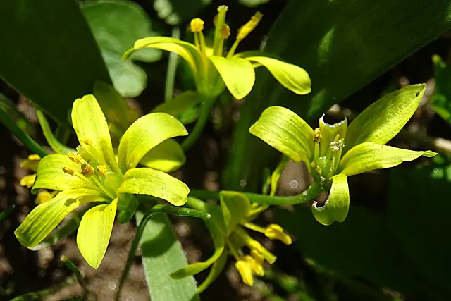 Star Of Bethlehem (Ornithogalum arabicum) — and as an accent in perennial beds; making it suitable for gardeners looking for an attractive yet, image 57