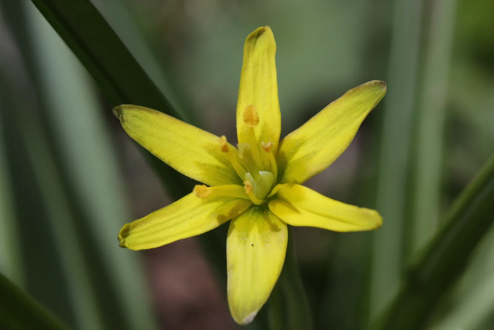 Star Of Bethlehem (Ornithogalum arabicum) — Minimal maintenance is required, making it a charming choice for busy homeowners