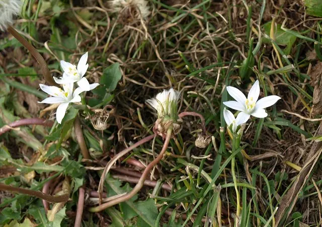 Star Of Bethlehem (Ornithogalum arabicum) — this plant typically grows up to 18 to 24 inches in height with a spread of approximately 6 to 8 inches