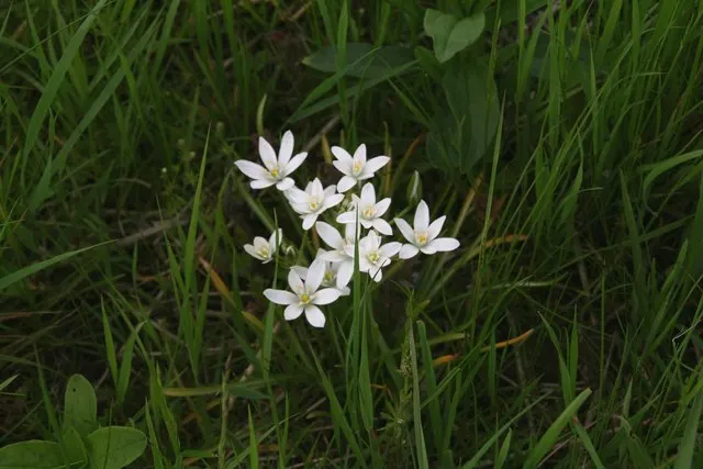 Star Of Bethlehem (Ornithogalum arabicum) — scientifically known as Ornithogalum arabicum, image 25